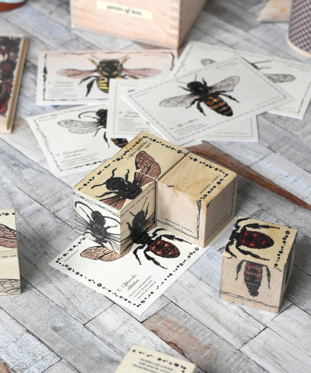 Houten blokken bijenleven - soorten bijen