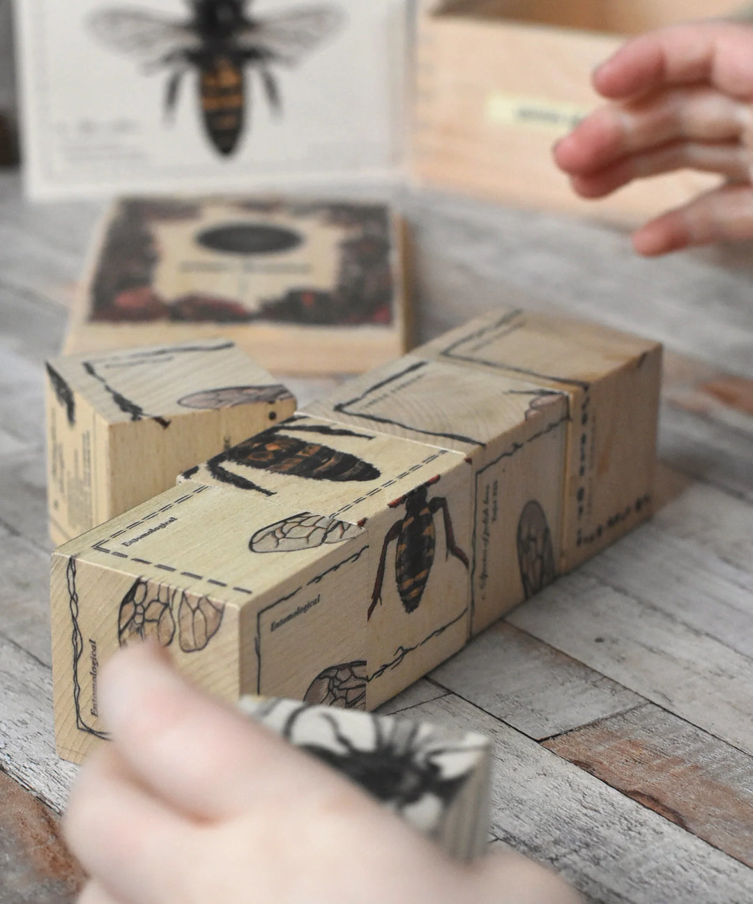 Houten blokken bijenleven - soorten bijen